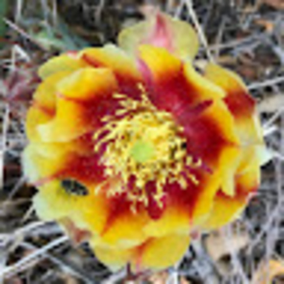 Meet your Posher, Nichole - Picture 1 of 1